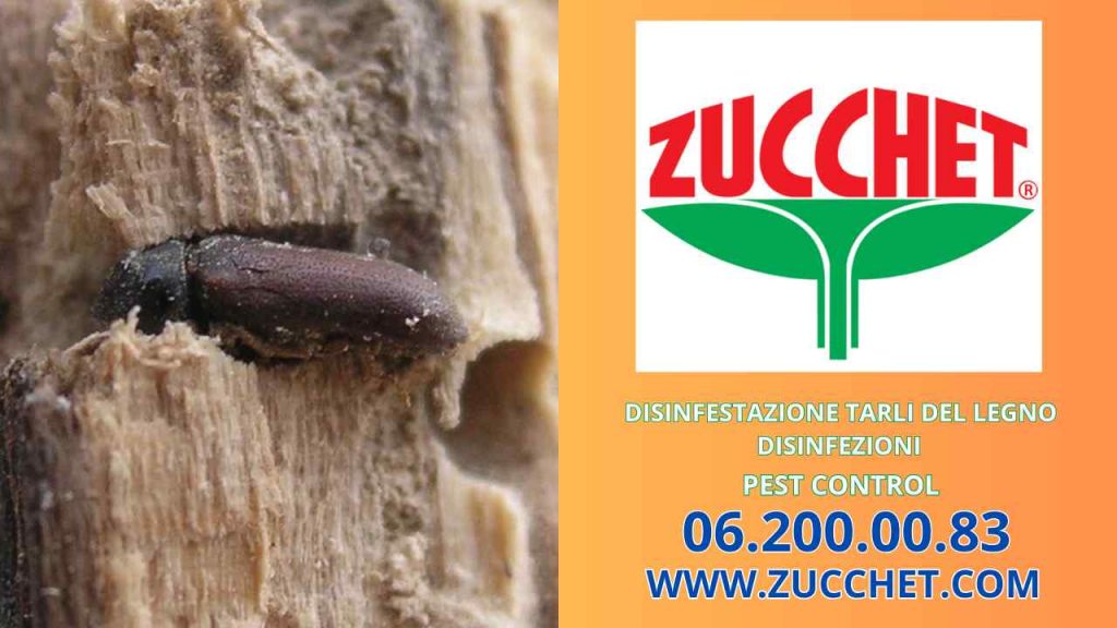 Disinfestazioni-tarli-del-legno