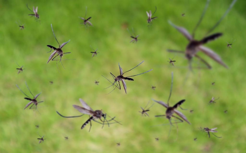 Fermare l'invasione estiva delle zanzare