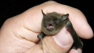 Dal pipistrello può arrivare la chiave per sconfiggere il diabete