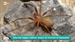 Ragno Violino