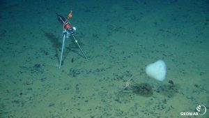 Una telecamera riprende una spugna vitrea e una stella marina in un campo di noduli polimetallici che producono ossigeno oscuro